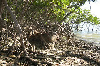 mangroves on Chokoloskee Island