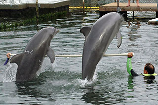 Dolphin Cove dolphins