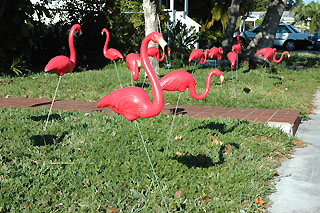 Flamingos...oh boy!