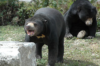 Miami Metrozoo bear